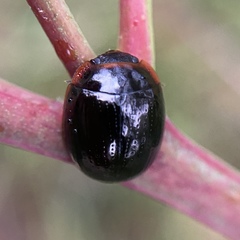 Paropsisterna rufipes