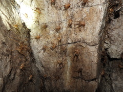 Euhadenoecus puteanus