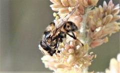 Copestylum alberlena