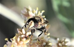 Copestylum alberlena