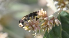 Copestylum alberlena