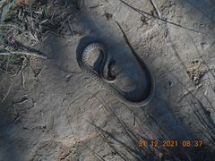 Storeria storerioides