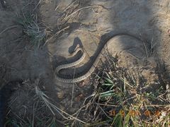 Storeria storerioides