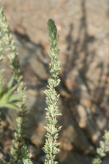 Thymelaea