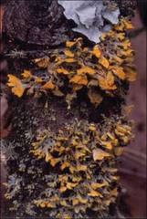 Teloschistes velifer