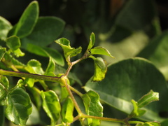 Salpichroa tristis