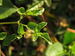 Salpichroa tristis