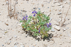 Lupinus kingii