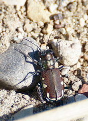 Cicindela scutellaris lecontei