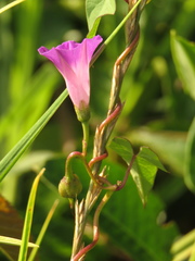 Ipomoea dumetorum