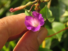Ipomoea dumetorum