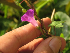 Ipomoea dumetorum