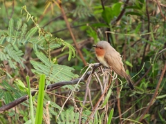Coccycua pumila