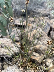 Carlowrightia arizonica