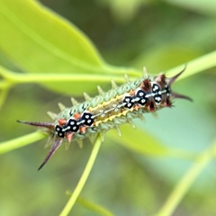 Doratifera quadriguttata