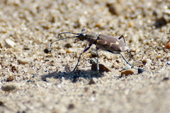 Cicindela repanda repanda