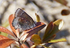Callophrys polios