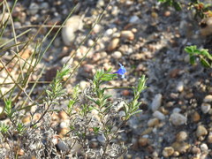 Glandora prostrata lusitanica
