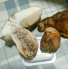 Leccinellum corsicum