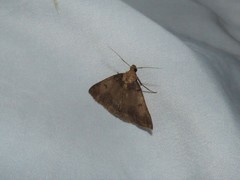 Zanclognatha laevigata