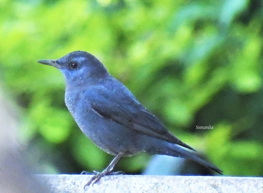 Blue Rock Thrush