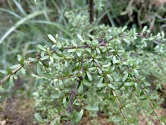 Coprosma cuneata