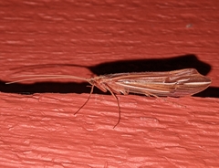Psychoglypha bella