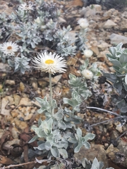 Coronidium newcastlianum