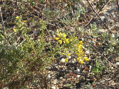 Ulex argenteus subsericeus