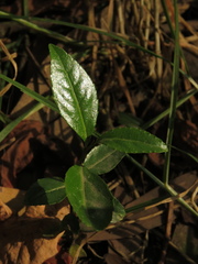 Xylosma spiculifera
