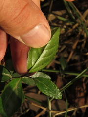 Xylosma spiculifera