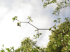 Salpichroa tristis