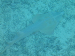 Glaucostegus typus