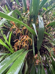 Maxillaria luteograndiflora