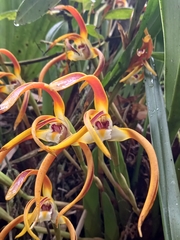 Maxillaria luteograndiflora