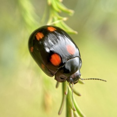 Paropsisterna octosignata