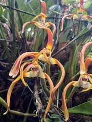 Maxillaria luteograndiflora