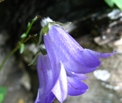 Campanula collina