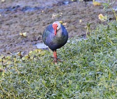 Porphyrio poliocephalus