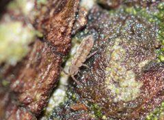 Isotomurus palustris