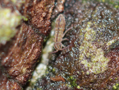 Isotomurus palustris