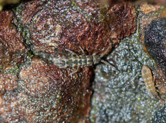 Isotomurus palustris