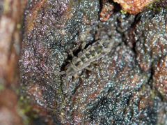 Isotomurus palustris