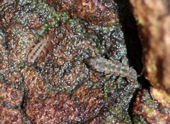 Isotomurus palustris