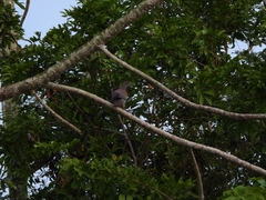 Patagioenas cayennensis