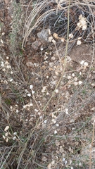 Dicliptera resupinata