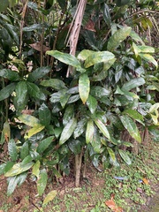Magnolia coco