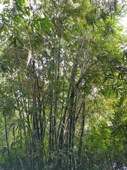 Bambusa odashimae