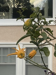Citrus medica sarcodactylis