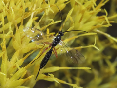 Pimpla sanguinipes